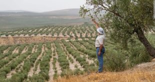Worst drought ‘in living memory’ threatens the world’s olive oil supply