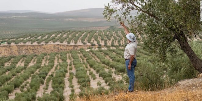 Worst drought ‘in living memory’ threatens the world’s olive oil supply