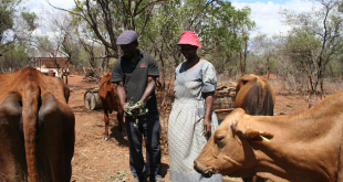 Addressing the Cow in the Room, Lowing for Nutrition and Livelihoods