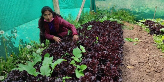 Agroecological Women Farmers Boost Food Security in Perus Highlands
