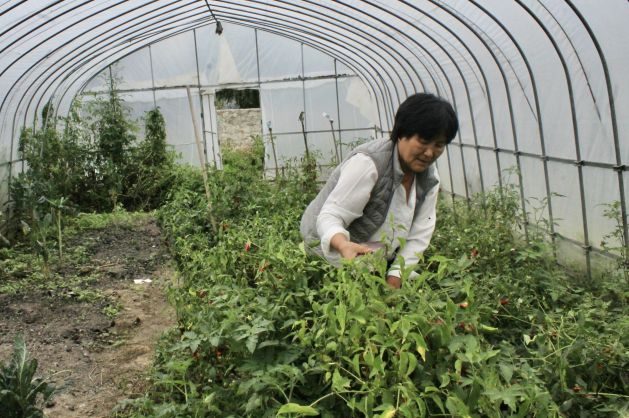 Farmers in Bhutan Turn To Asparagus and Strawberries To Boost Incomes
