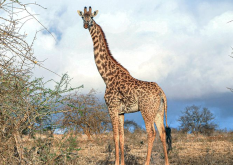 Giraffe tramples girl, 1, and her mum, killing the child and leaving the woman in critical condition