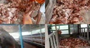 ''My heart is failing me. Totally depressed''- Farmer shows the losses he has incurred after his farm in Bayelsa got ran over by the flood (video)
