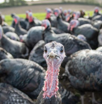 Turkeys to receive death penalty after viciously attacking man and leaving him with a broken hip