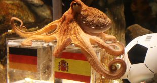 Don't Even Think of Talking About a World Cup-Predicting Animal If It's Not Paul the Octopus
