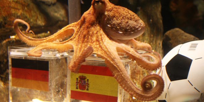 Don't Even Think of Talking About a World Cup-Predicting Animal If It's Not Paul the Octopus