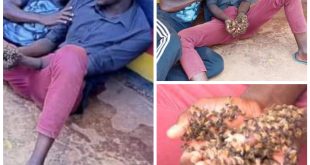 Drama as two suspected thieves surrender stolen cow to police after being attacked by swarm of bees allegedly sent by witchdoctor (video)