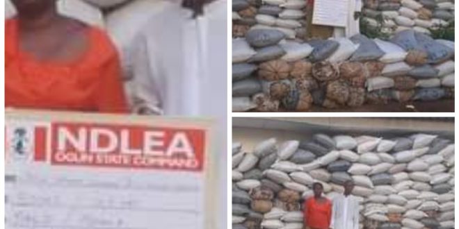 NDLEA arrests couple with 273 bags of cannabis in Ogun