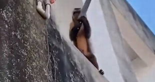 Monkey turned into a slave and made to do chores is rescued