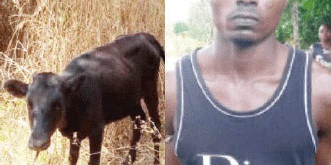 Police nab man for presenting stolen cow for father-in-law?s burial rites