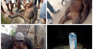 "Eating endangered species into extinction" - Reactions as hunters, locals kill chimpanzee and use meat to make pepper soup in Bayelsa community (video)