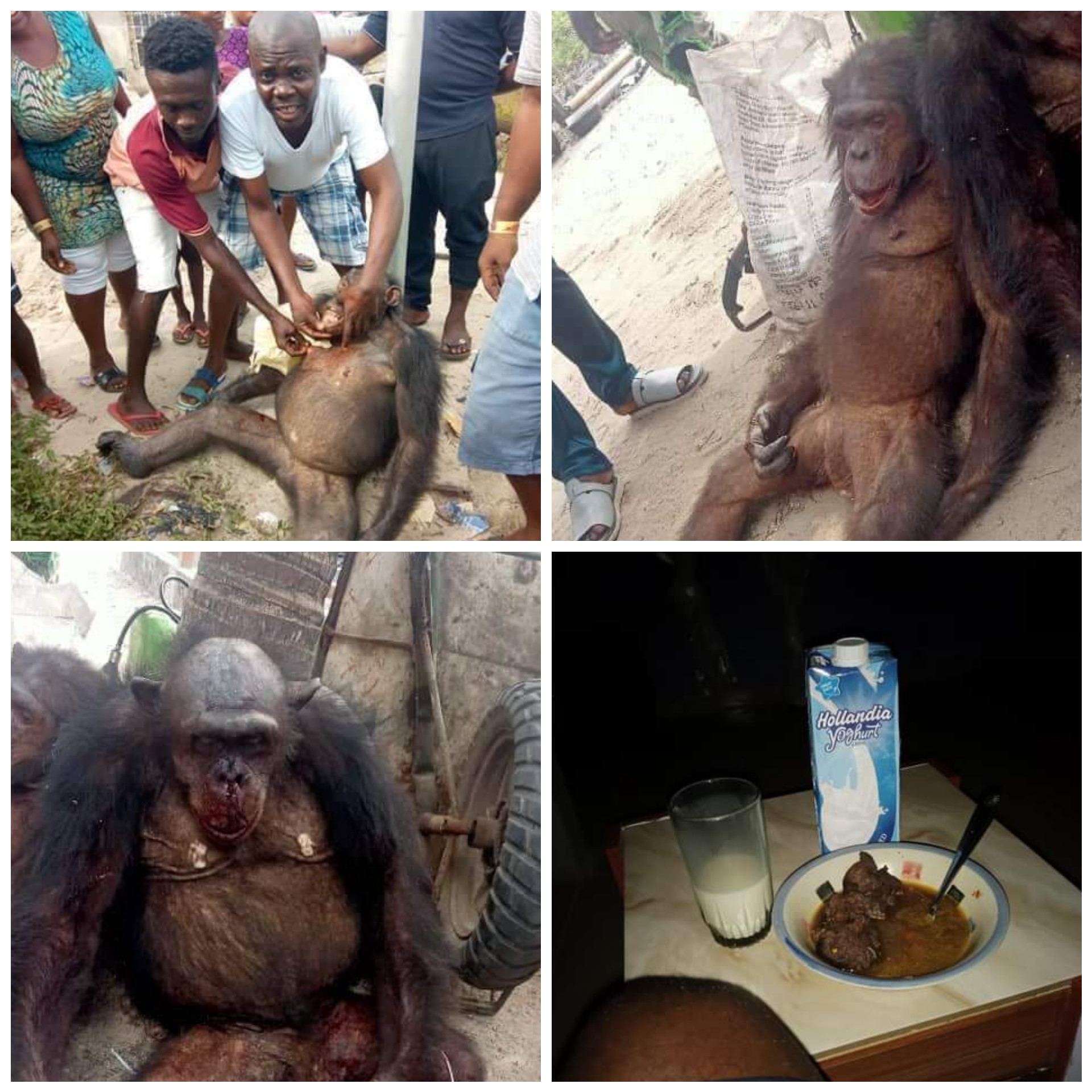 "Eating endangered species into extinction" - Reactions as hunters, locals kill chimpanzee and use meat to make pepper soup in Bayelsa community (video)