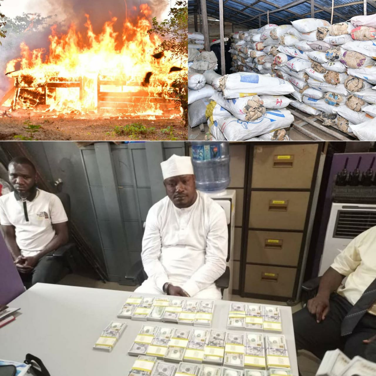 NDLEA storms Edo forests, razes 317 tons Cannabis warehouses and seizes $269,000 fake dollars (photos)
