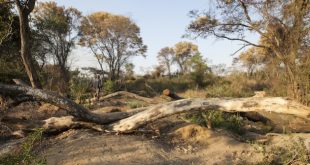 Forests Disappearing in Energy Poor Zimbabwean Cities