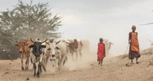 Tanzania Should Halt Plan to Relocate Maasai Pastoralists