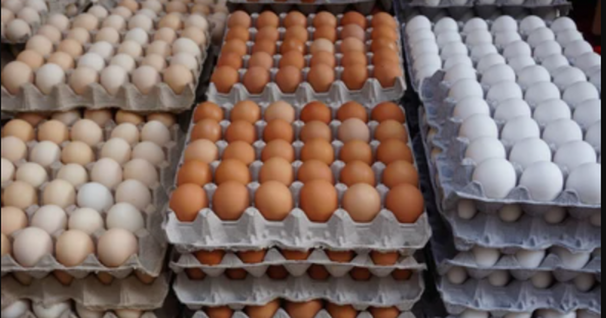 Plateau govt buys 5,000 egg crates to help farmers