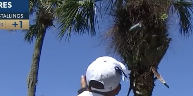 Scott Stallings' Shot Gets Stuck in Tree During PLAYERS Championship