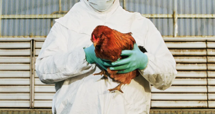 "This needs to be treated with the utmost concern" Scientists warn as bird flu mutates to infect people