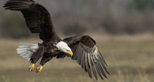Two Men Who Hunted, Killed Bald Eagle Were Here Illegally According to Rep. Kat Cammack