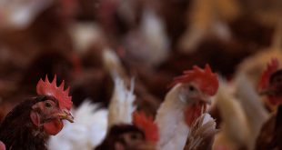 U.S. Considers Vaccinating Chickens as Bird Flu Kills Millions of Them