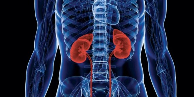 World Kidney Day: Do These Five Things to Enhance Your Kidney Life