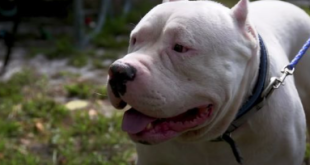 Boy, 5, torn apart by two pit bulls while he was walking back home