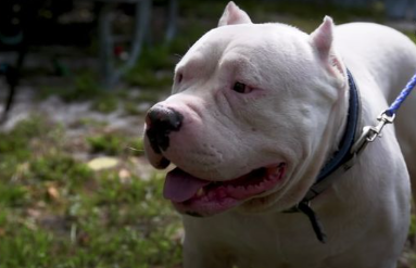 Boy, 5, torn apart by two pit bulls while he was walking back home