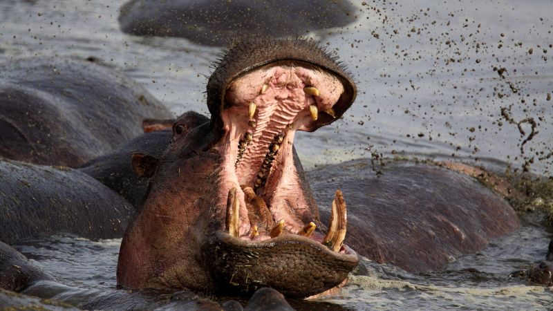'I was up to my waist down a hippo's throat.' He survived, and here's his advice | CNN