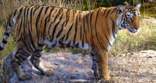 India's endangered tiger population is rebounding in triumph for conservationists | CNN