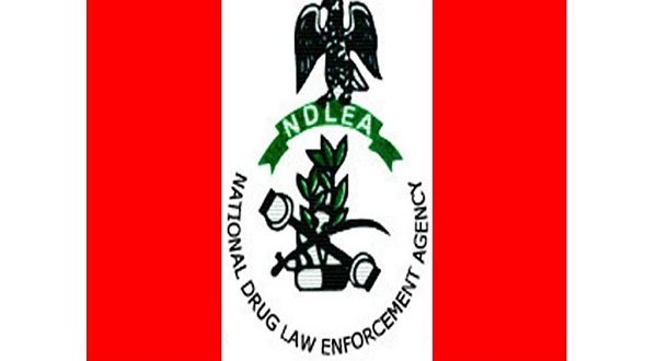 NDLEA secures conviction of 37 drug peddlers in Kano
