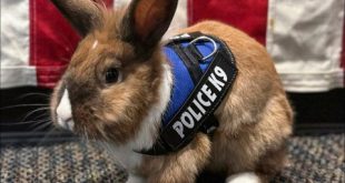 Rabbit joins police in California as its ?wellness officer?