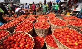 Tomato scarcity looms as farmers lose N1.3bn and 300 hectares of their farm to