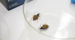 World Chagas Day calls for primary health care to track ‘silent’ disease
