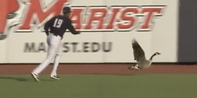 Goose Terrorizes Minor League Baseball Game, May Have Ended Up Cooked