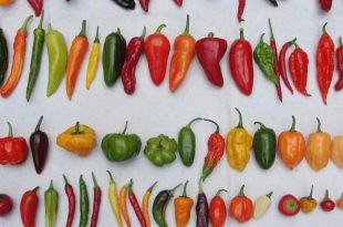 The different types of peppers we have in Nigeria