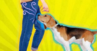 5 reasons dogs always sniff people's butts and crotches