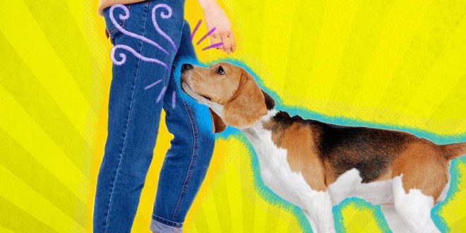 5 reasons dogs always sniff people's butts and crotches