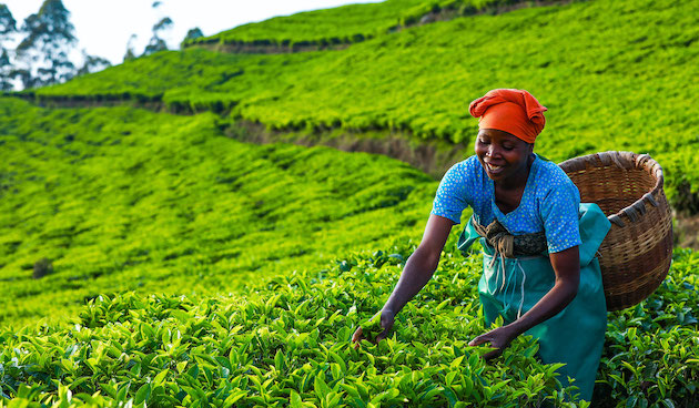 African Women Seek to Boost Innovation and Creativity in Agribusiness
