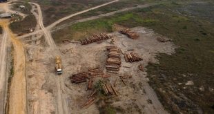 Despite Global Pledges, Tree Loss Is Up Sharply in Tropical Forests
