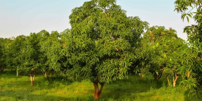 Man hangs himself on mango tree after killing his wife
