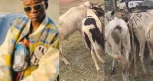 Portable Splashes Cash On Several Cows Ahead Of Sallah Celebration