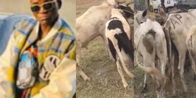 Portable Splashes Cash On Several Cows Ahead Of Sallah Celebration