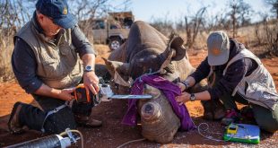 Rhinos’ Horns Were Cut to Thwart Poachers. After, They Didn’t Go Out Much.