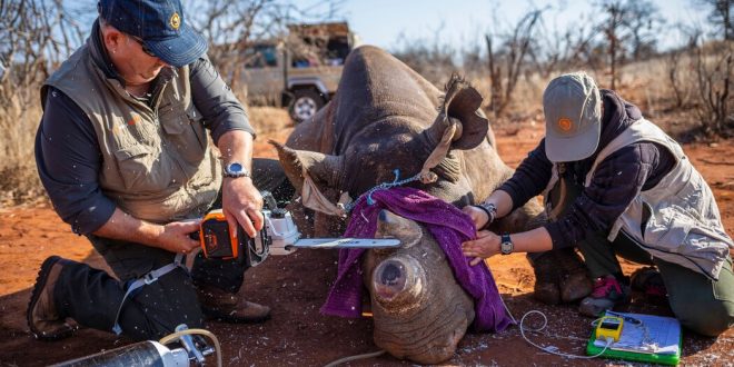 Rhinos’ Horns Were Cut to Thwart Poachers. After, They Didn’t Go Out Much.