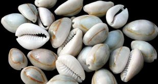 The origin story of cowrie shells, their significance and symbolism