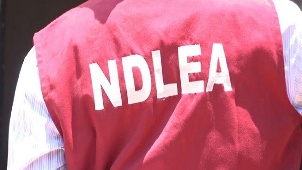 4,560kg of Cannabis seized across Lagos, Adamawa and Osun in past one week - NDLEA