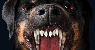5 surprisingly dangerous dog breeds that will haunt your dreams