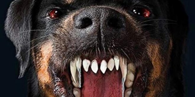 5 surprisingly dangerous dog breeds that will haunt your dreams