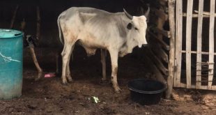 Police neutralise armed robber, arrest three others and recover four stolen cows in Gombe
