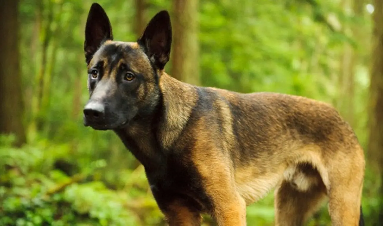 Update: Police arrest owner of dog that caused death of 30-year-old engineer in Kwara